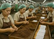 Industri Rokok Terjepit Regulasi, Jutaan Pekerja Terancam PHK