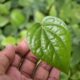 5 Daun untuk Asam Lambung Tinggi, Nomor 2 Banyak Ditanam di Halaman Rumah