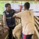 Rayakan Iduladha 1446 H, BPKH Tebar Ratusan Hewan Kurban ke Pelosok Negeri