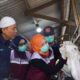 SIG Bagikan 237 Hewan Kurban Setara 21 Ton Daging di 20 Provinsi